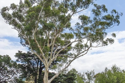 Eucalyptus grandis